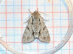 Grey Dagger (Acronicta psi)