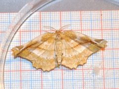 Lilac Beauty (Apeira syringaria)