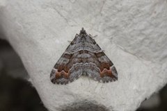 Manchester Treble-bar (Carsia sororiata)