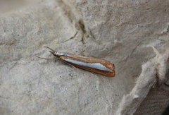Pearl-band Grass Veneer (Catoptria margaritella)