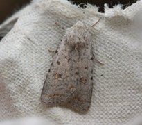 Pale Mottled Willow (Caradrina clavipalpis)