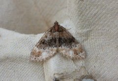 Barred Carpet (Martania taeniata)