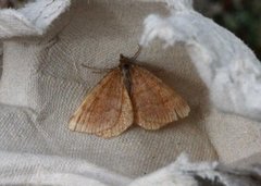 Rannoch Looper (Macaria brunneata)