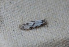 Black-dotted Groundling (Stenolechia gemmella)