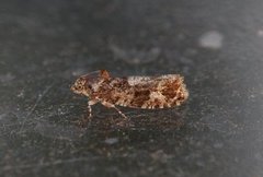 Diamond-back Marble (Eudemis profundana)