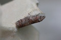 Dotted Oak Knot-horn (Phycita roborella)