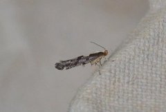 Apple Fruit Moth (Argyresthia conjugella)