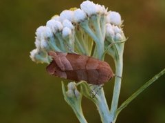 Broad-bordered Yellow Underwing (Noctua fimbriata)