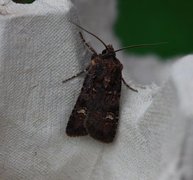 Garden Dart (Euxoa nigricans)