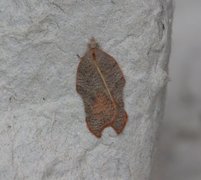 Konkavflatvikler (Acleris emargana)