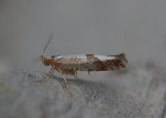Cherry Fruit Moth (Argyresthia pruniella)