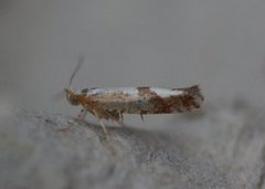 Kirsebærmøll (Argyresthia pruniella)