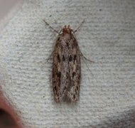 Brown House Moth (Hofmannophila pseudospretella)
