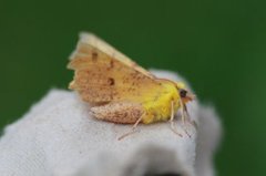 Oreflikmåler (Ennomos alniaria)