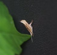 Ypsolopha nemorella