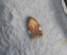 Rød flatvikler (Acleris holmiana)