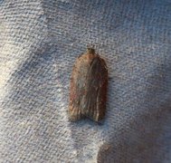 Lønnebladflatvikler (Acleris sparsana)