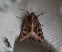 Brunt sumpfly (Helotropha leucostigma)