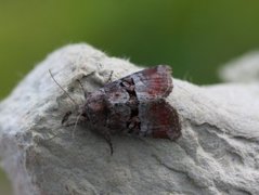 Lite strandengfly (Litoligia literosa)