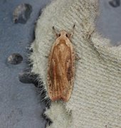 Dark-fringed Flat-body (Agonopterix nervosa)