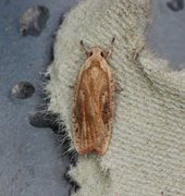 Agonopterix nervosa