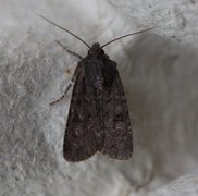 Garden Dart (Euxoa nigricans)