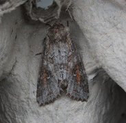 Vinkelhakefly (Polia bombycina)