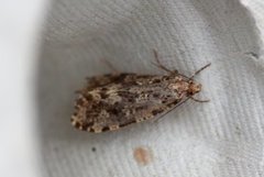 Large Clothes Moth (Morophaga choragella)