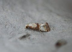 Marbled Conch (Eupoecilia angustana)
