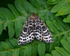 Spotted Beauty (Arichanna melanaria)