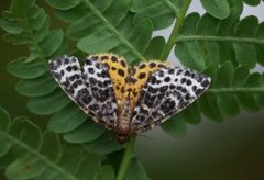 Spotted Beauty (Arichanna melanaria)