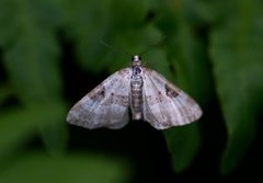 Pretty Pinion (Perizoma blandiata)
