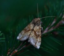 Tyrihjelmfly (Polychrysia moneta)