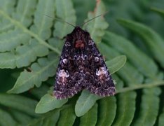 Røddusket engfly (Apamea rubrirena)