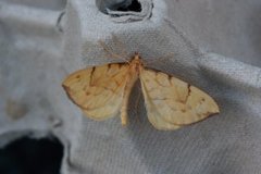 Sløyfemåler (Eulithis pyraliata)