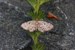 Cloaked Pug (Eupithecia abietaria)