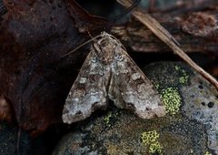 Buehakefly (Polia hepatica)