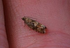 Spruce Bud Moth (Zeiraphera ratzeburgiana)