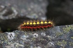 Blågrått kveldfly (Acronicta euphorbiae)