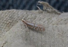 Downland Argent (Argyresthia abdominalis)