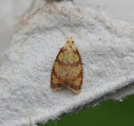 Yellow Rose Button (Acleris bergmanniana)