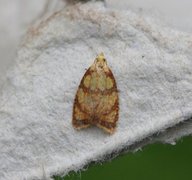 Roseflatvikler (Acleris bergmanniana)