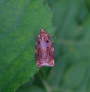 Variegated Golden Tortrix (Archips xylosteana)