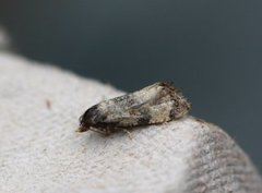 Svevepraktvikler (Cochylis dubitana)