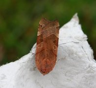 Broad-bordered Yellow Underwing (Noctua fimbriata)