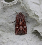 Svart sumpfly (Celaena haworthii)