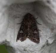 Kålfly (Mamestra brassicae)