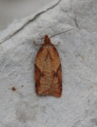 Mjødurtflatvikler (Acleris aspersana)