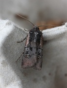 Square-spot Dart (Euxoa obelisca)