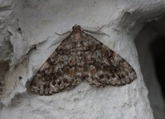 Satin Beauty (Deileptenia ribeata)